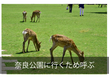 奈良公園に呼ぶビザ